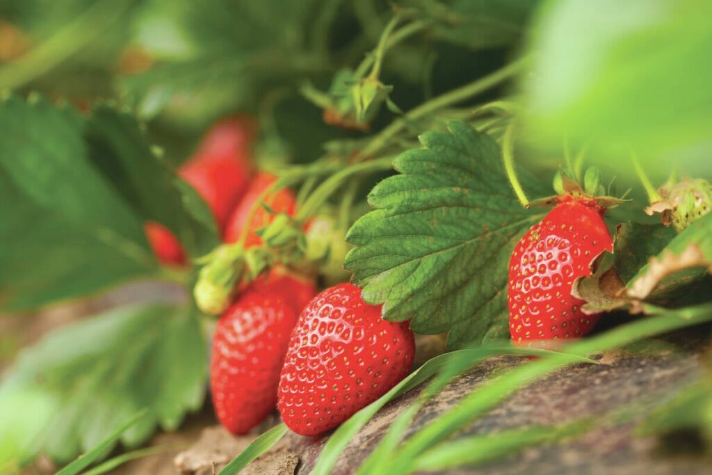 A close-up of three bright red strawberries sitting on the plant.
