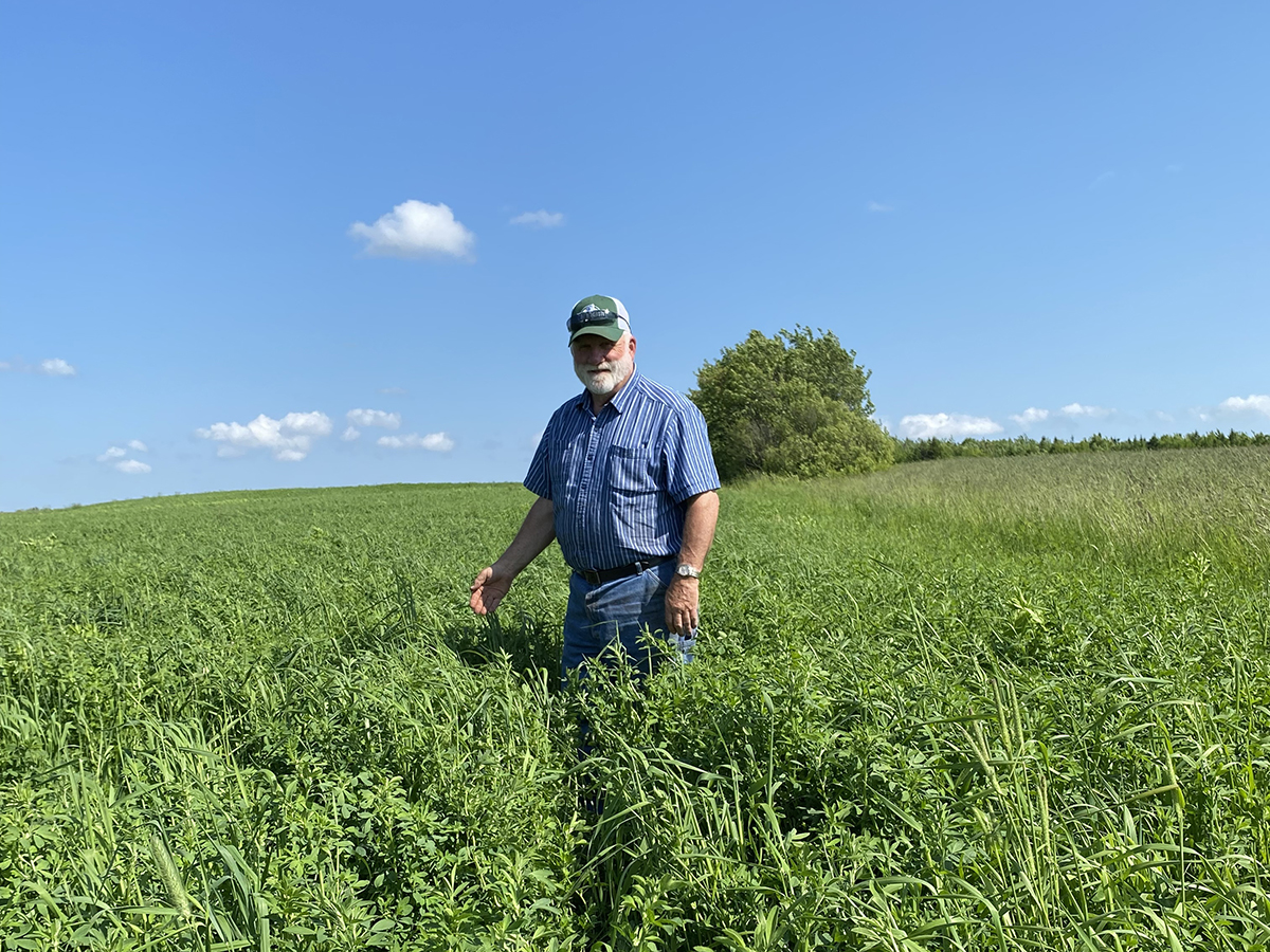 A farmer in a ball cap stands in the middle of an alfalfa field on a warm day under a clear blue sky.