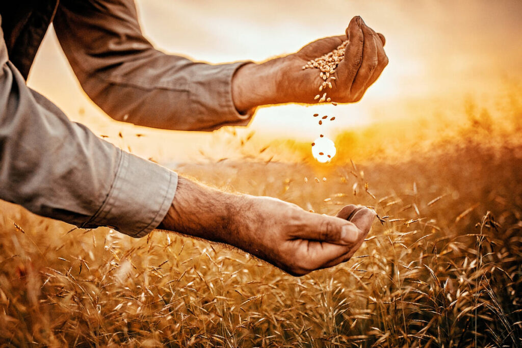 A farmer is holding grain his left hand, pouring it downward to his waiting right hand, with the sun setting over a wheat field in the background.