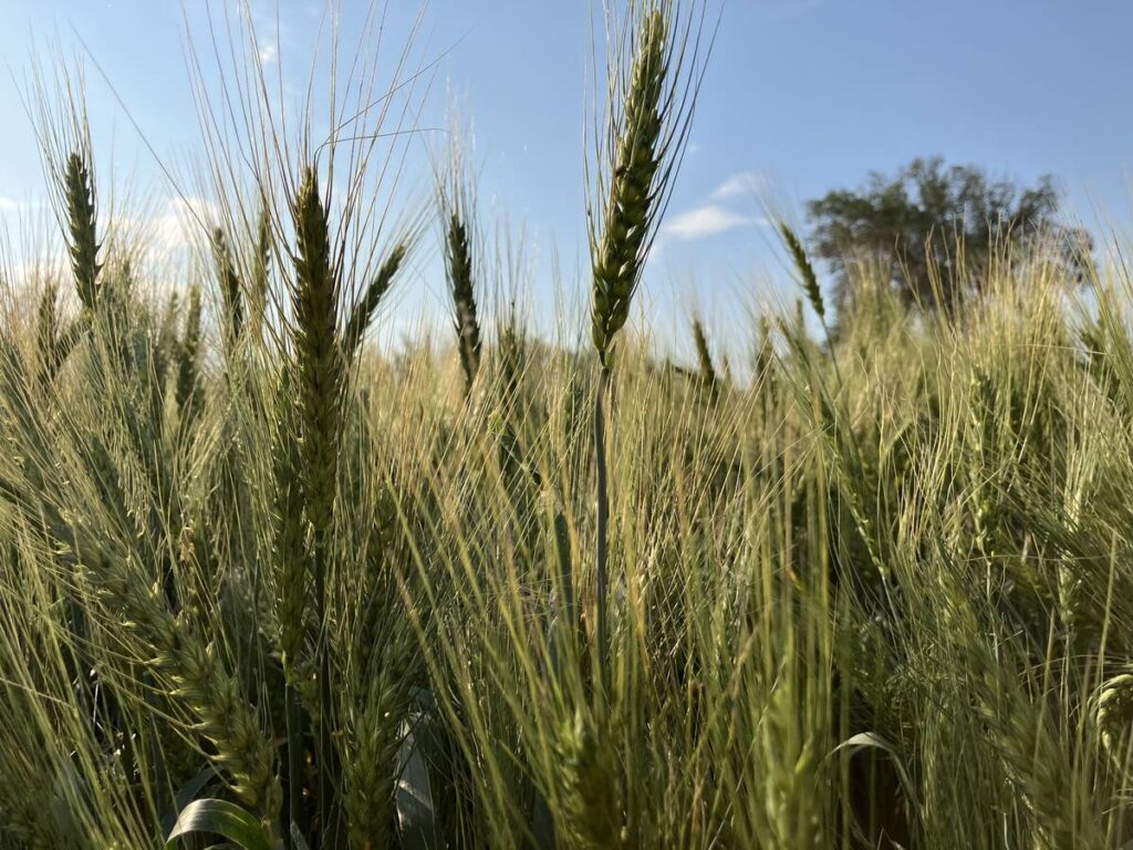 Winter wheat at a SeCan crop plot at the Ag in Motion site near Langham, Saskatchewan, in 2024.