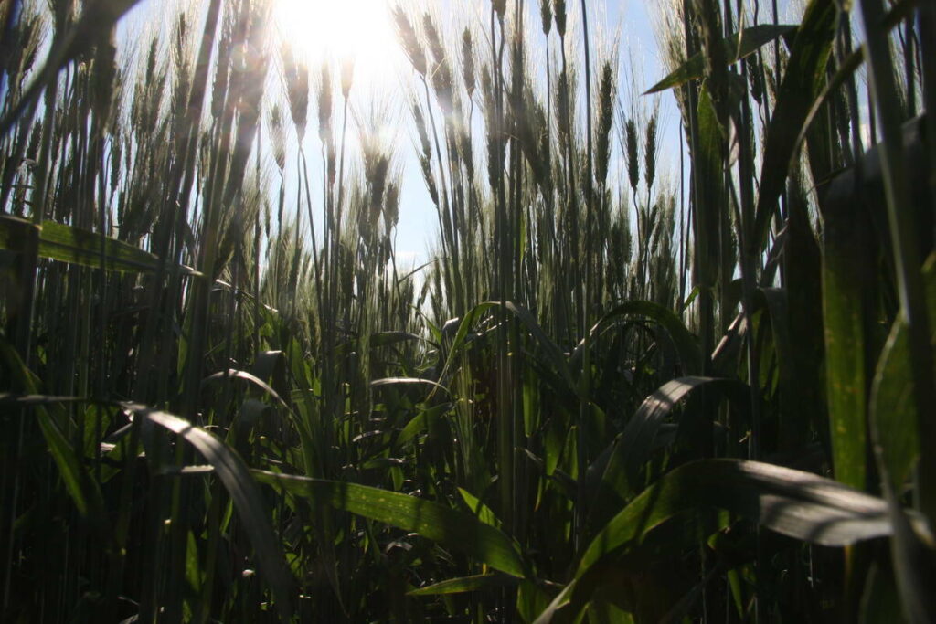 A ground level photo of the stalks of durum wheat plants rising upward.