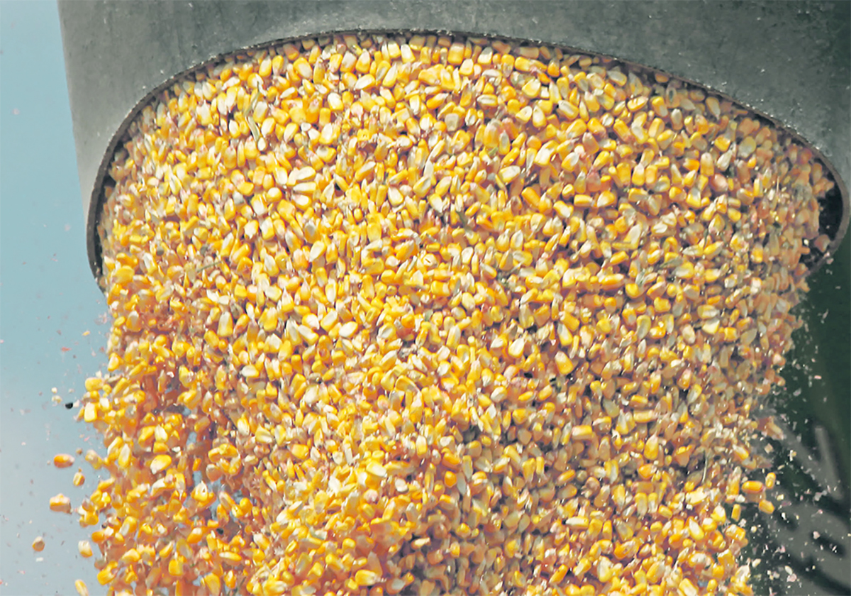 A close-up of the corn kernels flowing out the head of an auger into and unseen grain truck beneath.