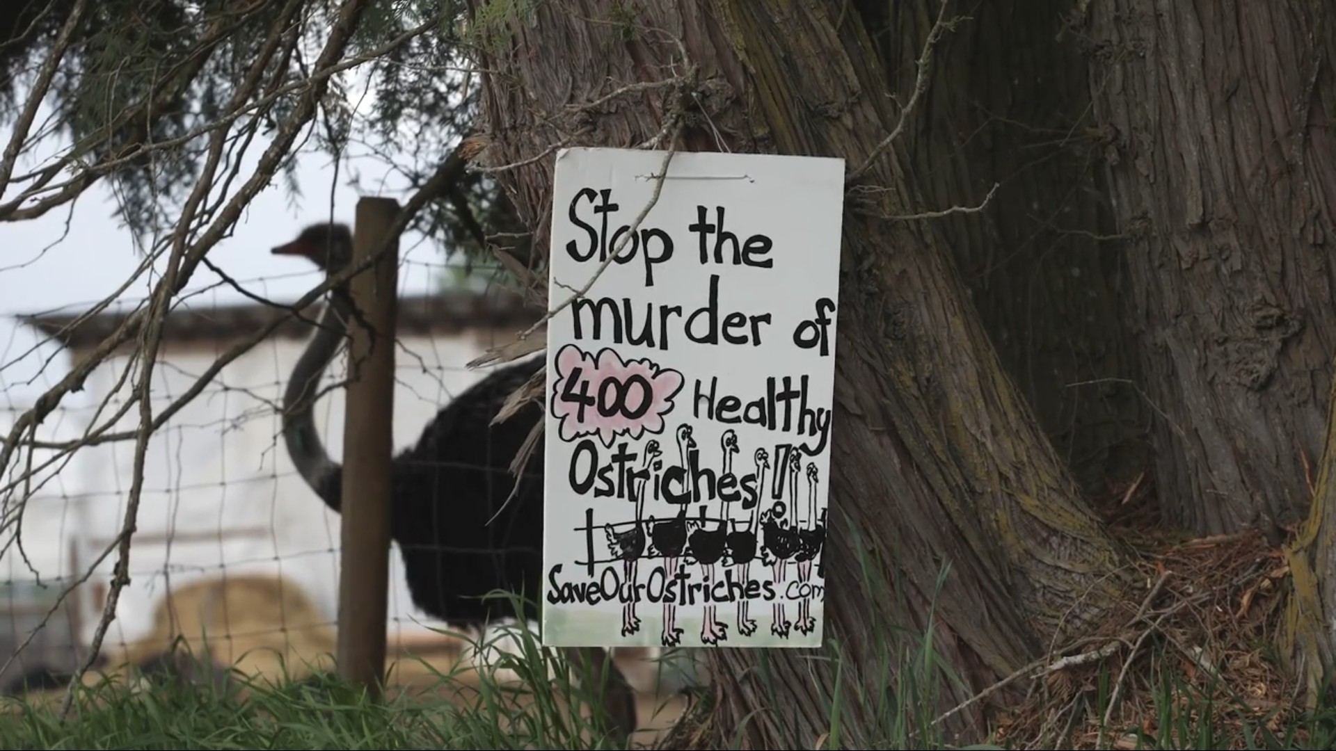 A fence sign urging to stop the murder of 400,000 animals, highlighting a call for animal rights and protection.