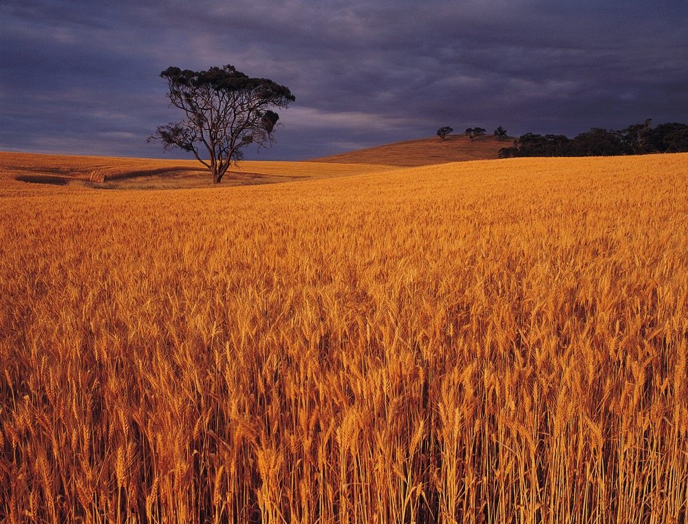 USDA predicts more wheat in Australia, smaller crops elsewhere