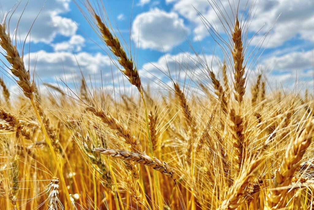 Nearly ripe wheat heads under a late summer day with a few clouds in an otherwise blue sky.