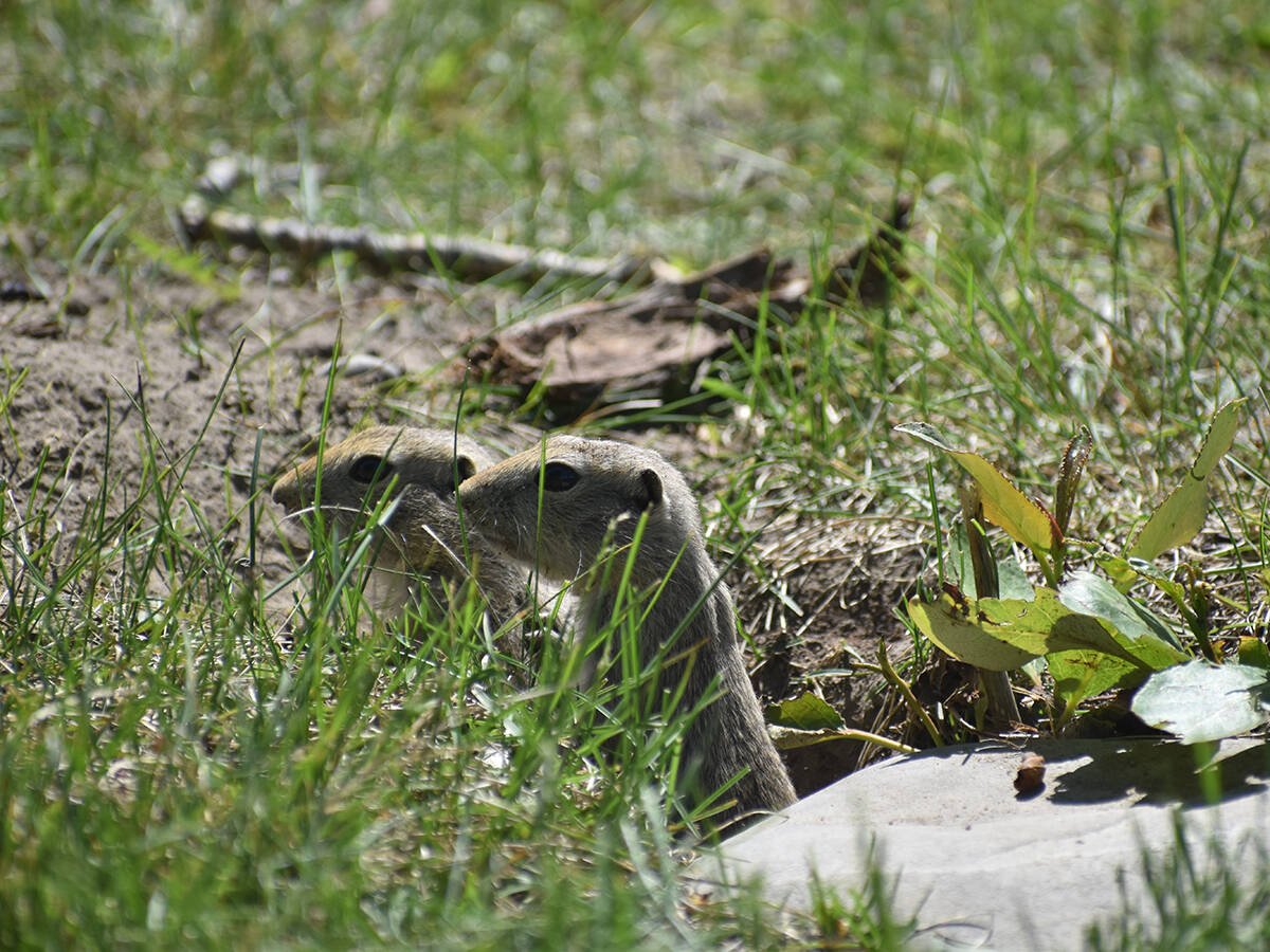 Two Richardson's ground squirrels peer cautiously from their hole next to a rock near Picture Butte, Alberta.