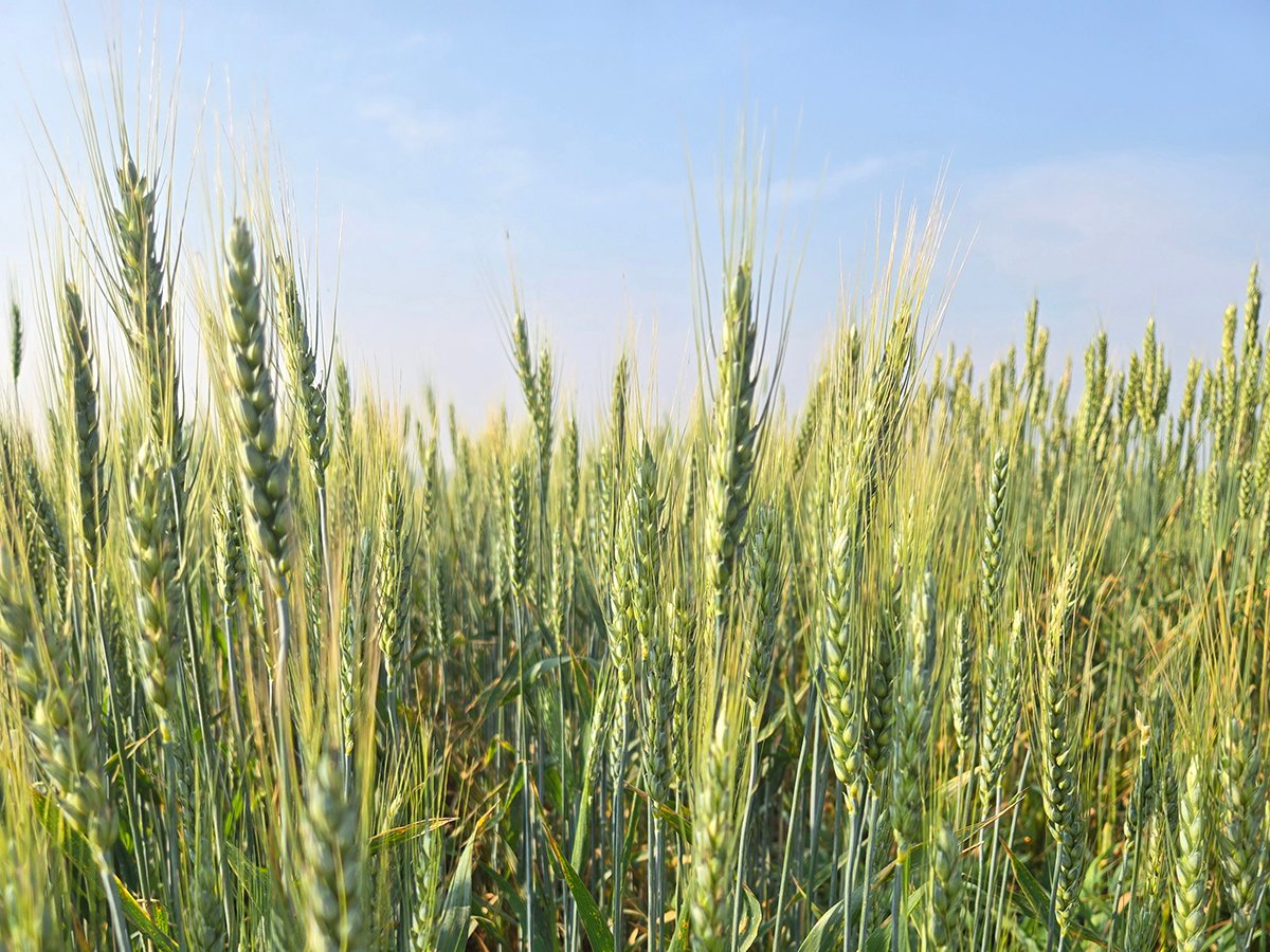 Wheat varieties on display at Agriculture and Agri-Food Canada research plots outside Brandon on Aug. 7, 2025.