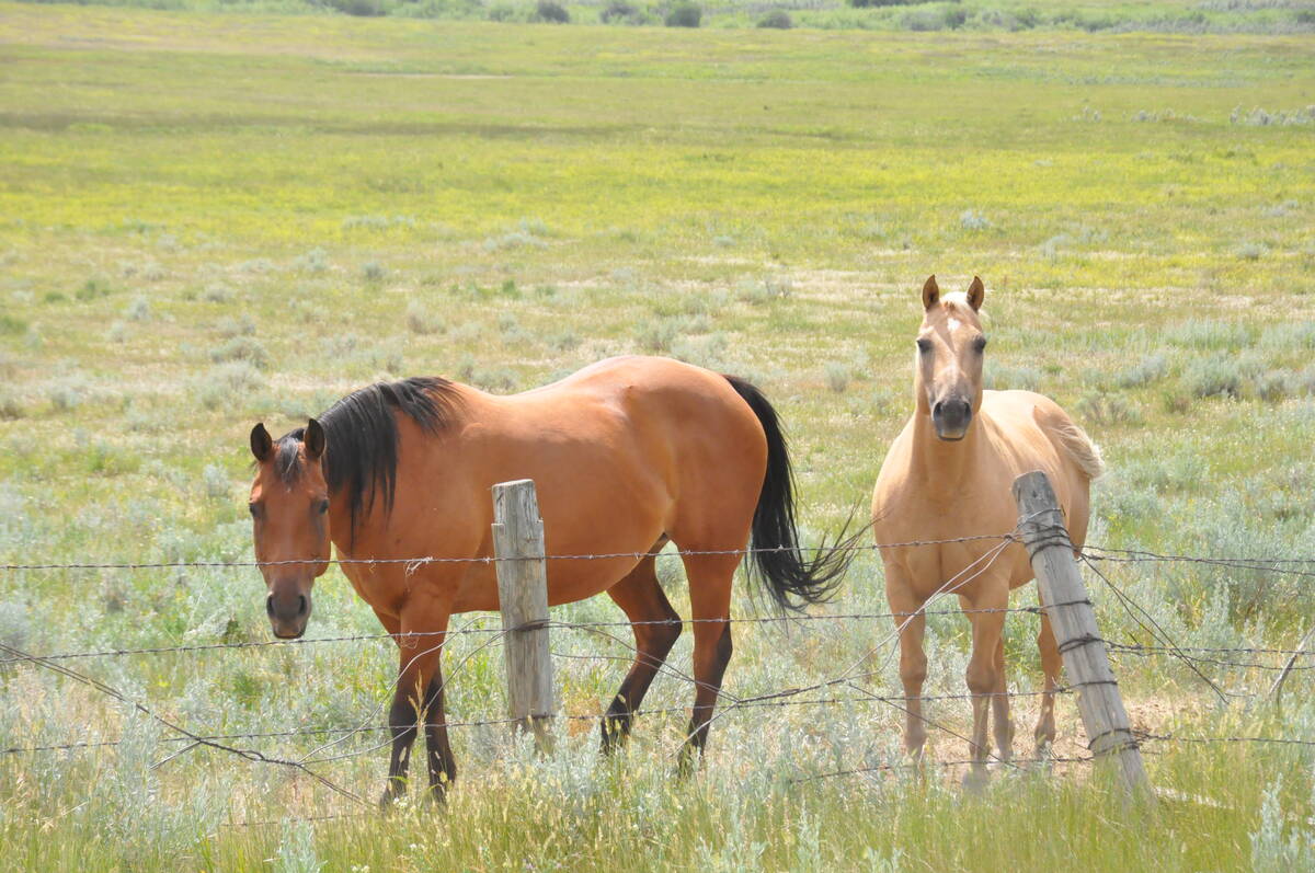 Two horses stand in a pasture just behind a barbed-wire fence.