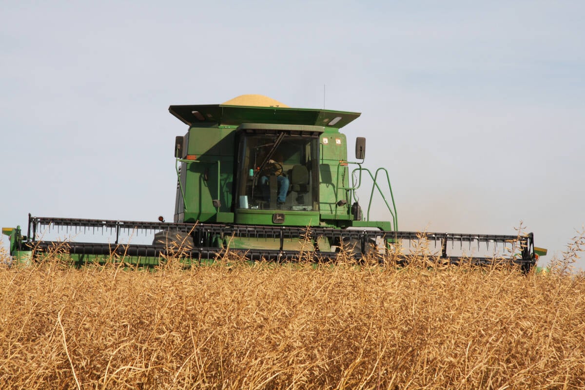 A green combine harvests a thick crop of yellow mustard northwest of Pense, Saskatchewan.