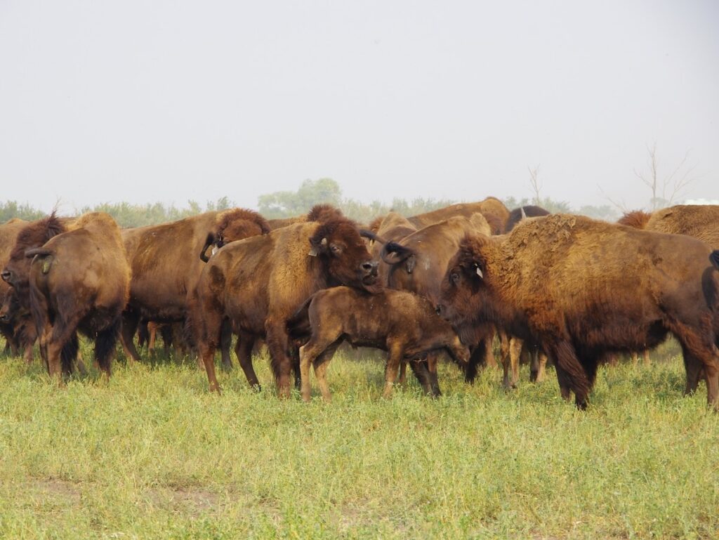 Bison graze pasture paddocks in a rotational grazing system at Borderland Agriculture near Pierson in far southwestern Manitoba during a 2017 field tour. Alexis Stockford pic