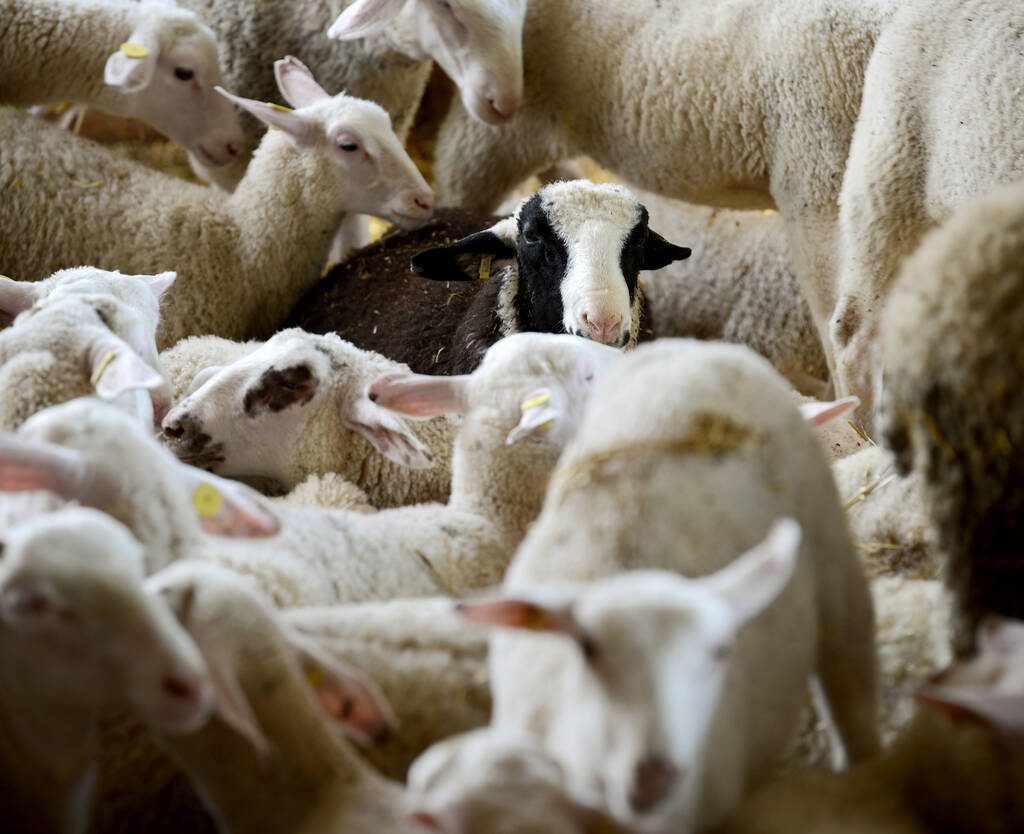 A long anticipated Agriculture, Food and Rural Affairs Appeal Tribunal decision regarding Ontario Sheep Farmers (OSF) charging licence fees to non-resident producers will see the organization clarify language in its general regulations to exempt out-of-province sales.