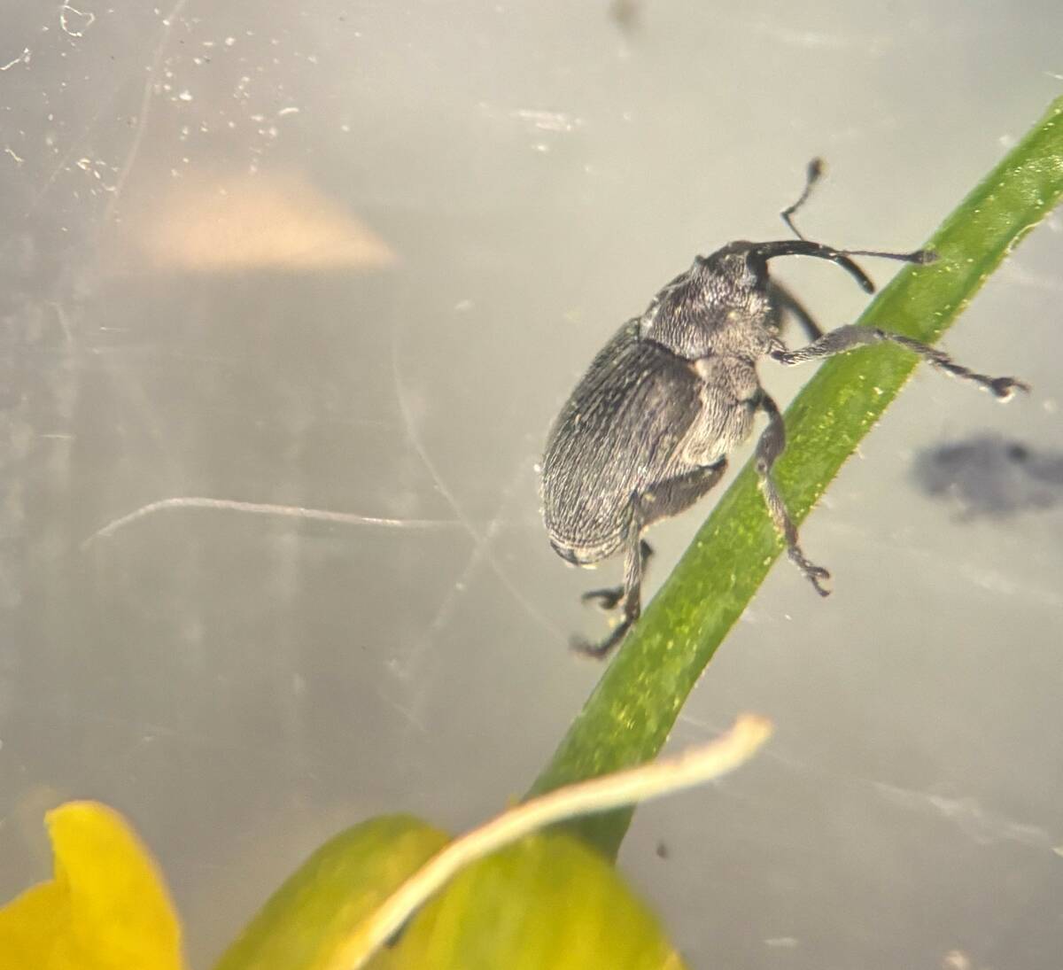 An adult cabbage seed pod weevil. Photo: Abi Benson/Manitoba Agriculture