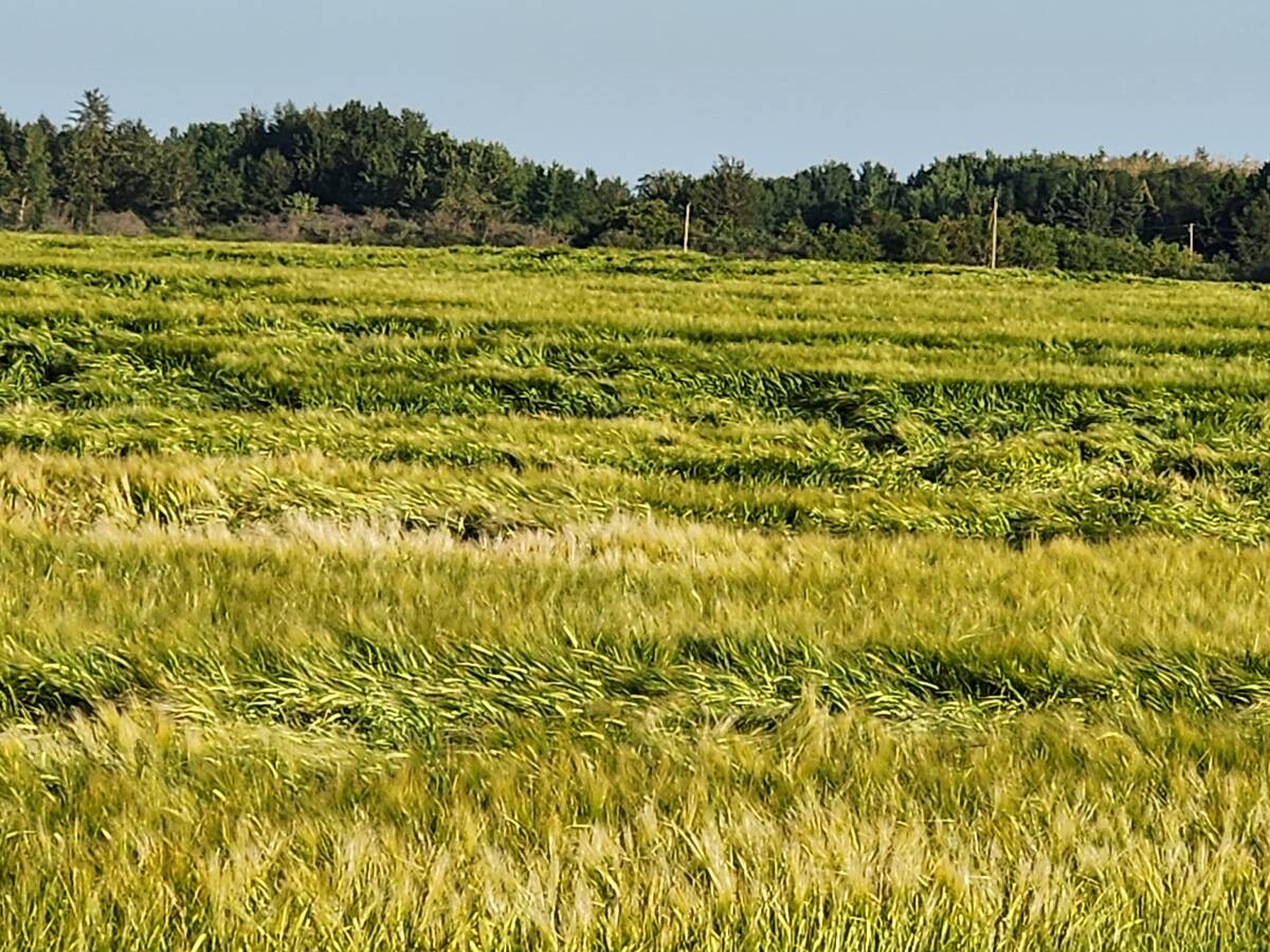 lodged wheat crop, west of Edmonton, 2025. Ieuan Evans photo