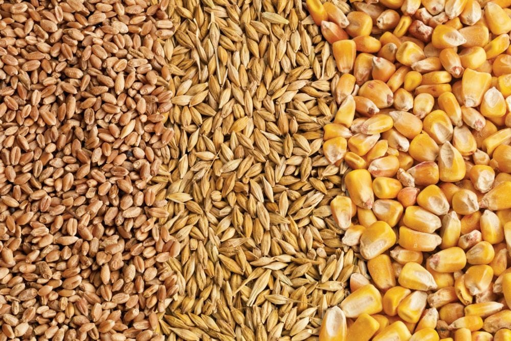 Feed Grains Weekly: Domestic prices remain flat