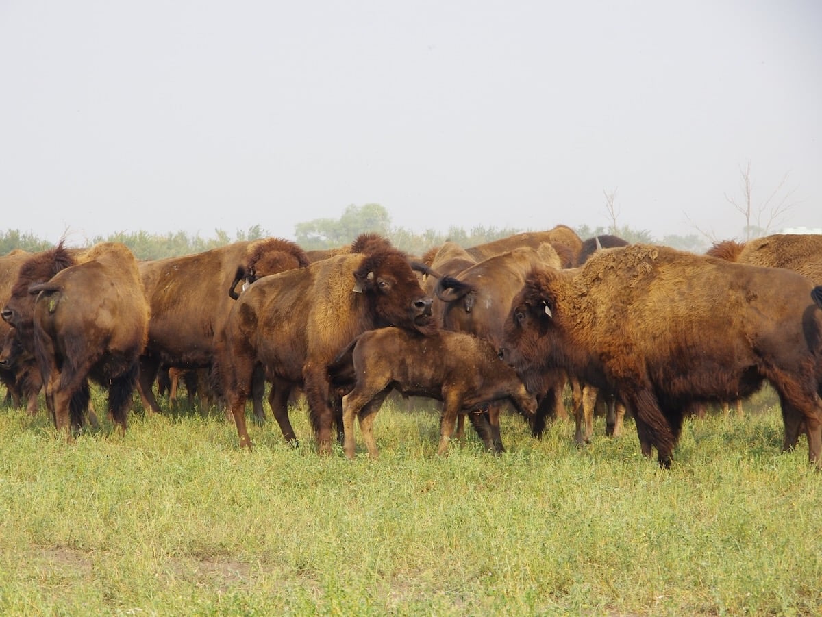 Bison graze pasture paddocks in a rotational grazing system at Borderland Agriculture near Pierson in far southwestern Manitoba during a 2017 field tour. Alexis Stockford pic