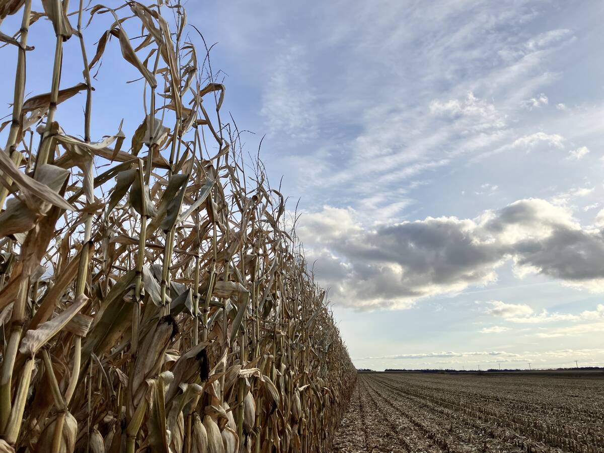 Looking up at a ready-to-be-harvested silage corn crop in October, 2025.