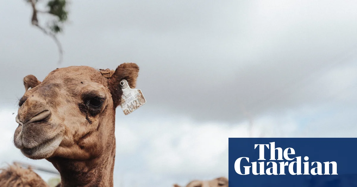 Meet the Australian farmer planning to get the US hooked on camel milk – video | Queensland