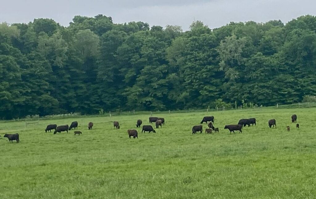 Cattle on pasture in Ontario. Photo: John Greig