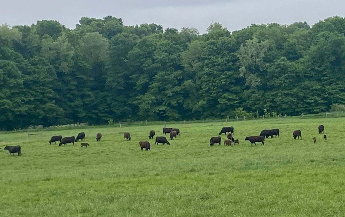 Cattle on pasture in Ontario. Photo: John Greig