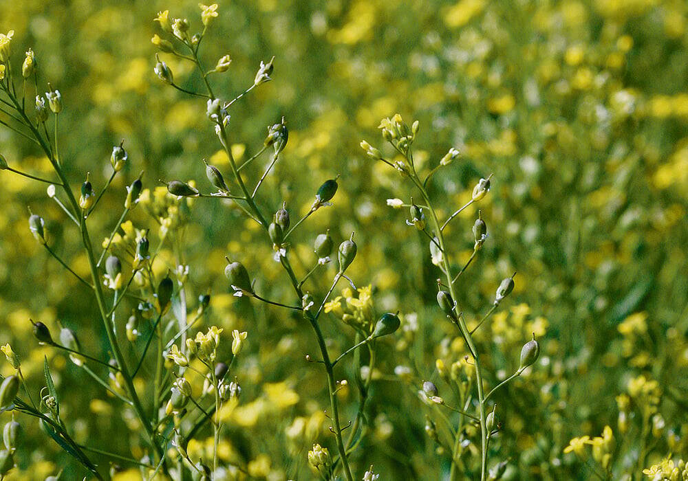 camelina