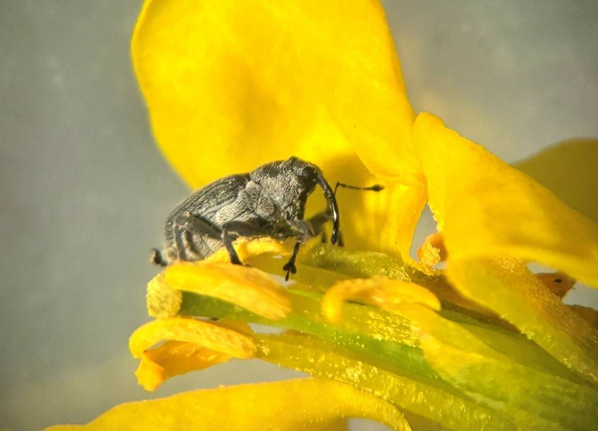 A cabbage seed pod weevil crawls over a canola flower. Photo: Abi Benson/Manitoba Agriculture

(Multi-use permission granted, maintain photo credit)