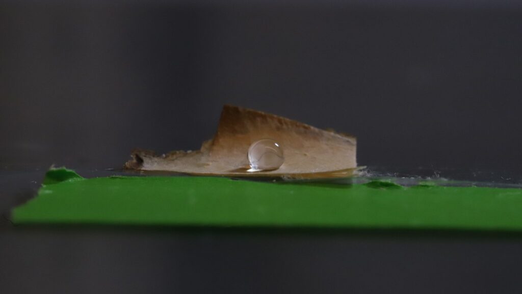 University of Maine scientists develop plastic-free packaging using mushroom mycelium