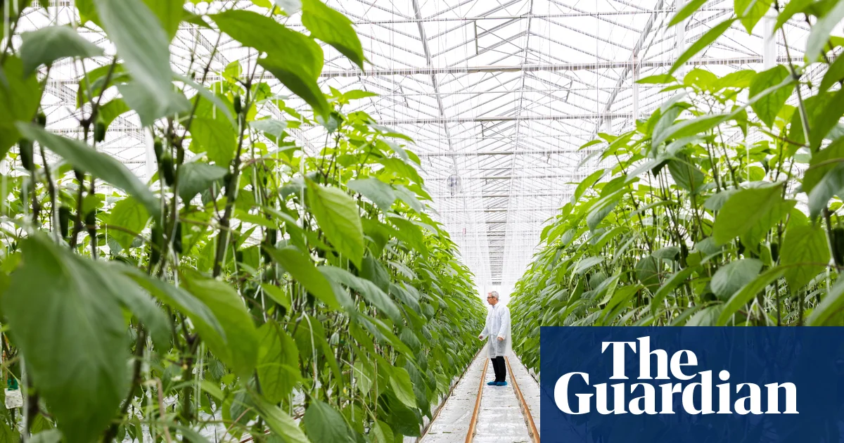 ‘It’s a ticking timebomb’: food producers sound alarm on rise in energy charges | Food & drink industry