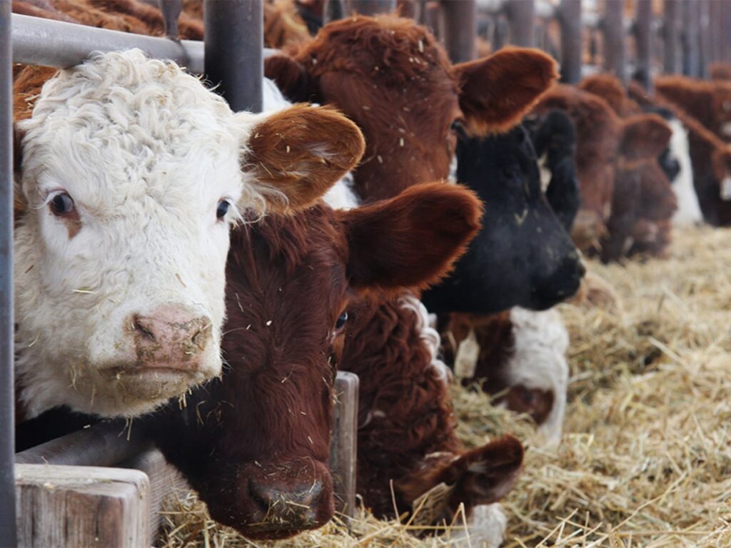 Feeder cattle eating hay in a feedlot.