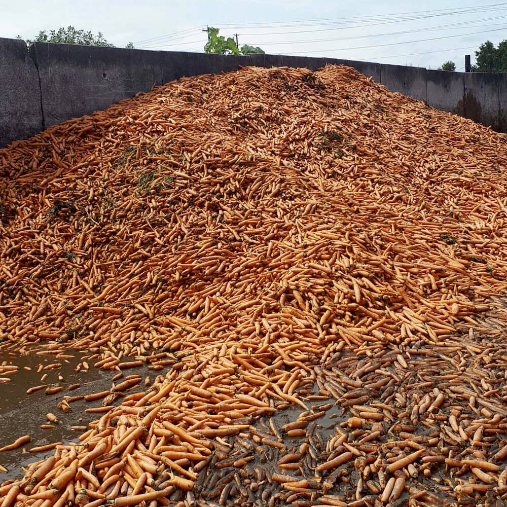 Carrots fed as an alternative feed to livestock on the Buis farm. PHOTO: MIKE BUIS