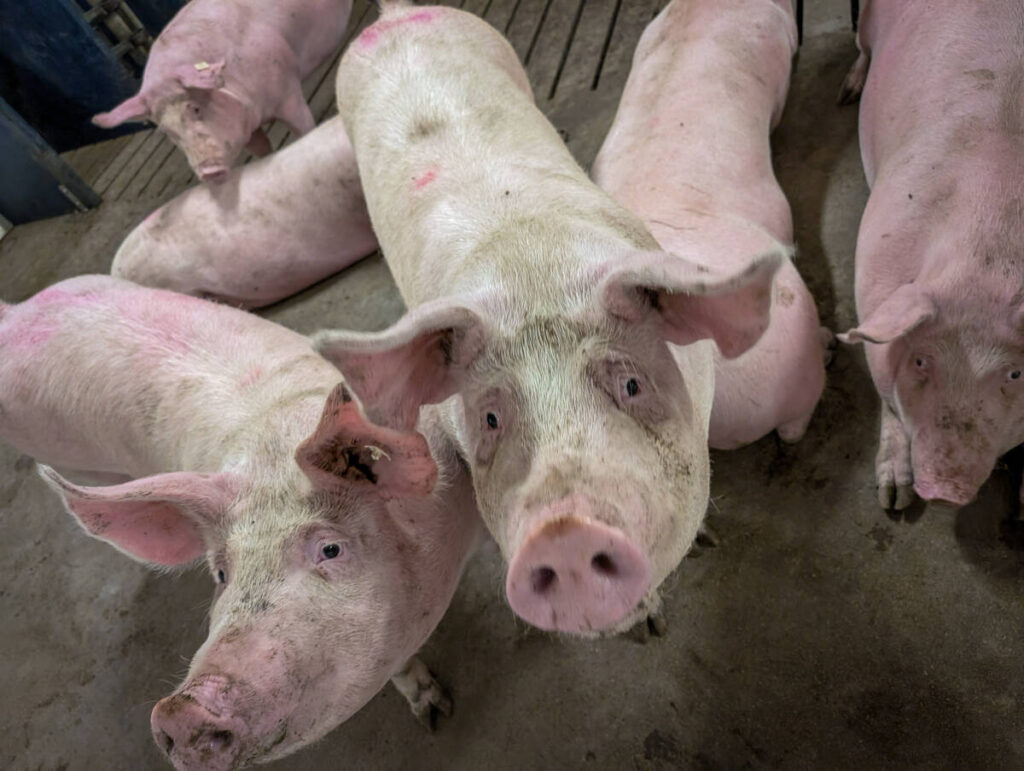 No way to segregate gene-edited pigs Canadian Pork Council says as groups call for labelling