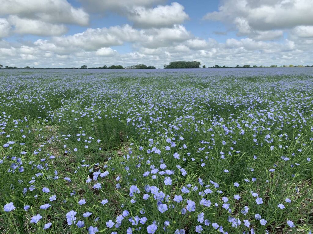 A flax field in full bloom southeast of Delisle, Saskatchewan.