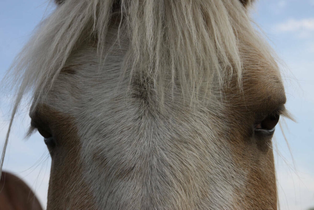 A close-up of the eyes and forehead of a horse.