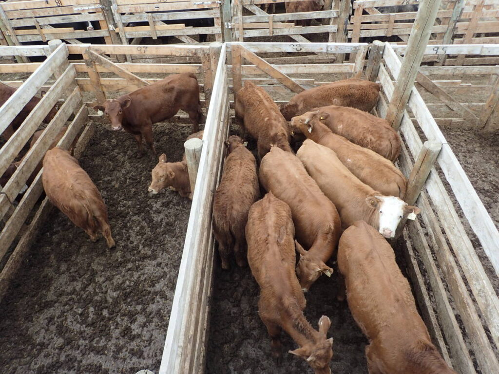 Cattle at Perlich Bros. Auction Mart await their turn in the sales ring May 12 during the Canadian Livestock Auctioneer Championships.