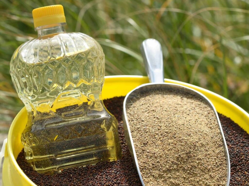 A clear plastic container of canola oil and a metal scoop with canola meal in it sit on top of the canola seed in a yellow plastic pail.