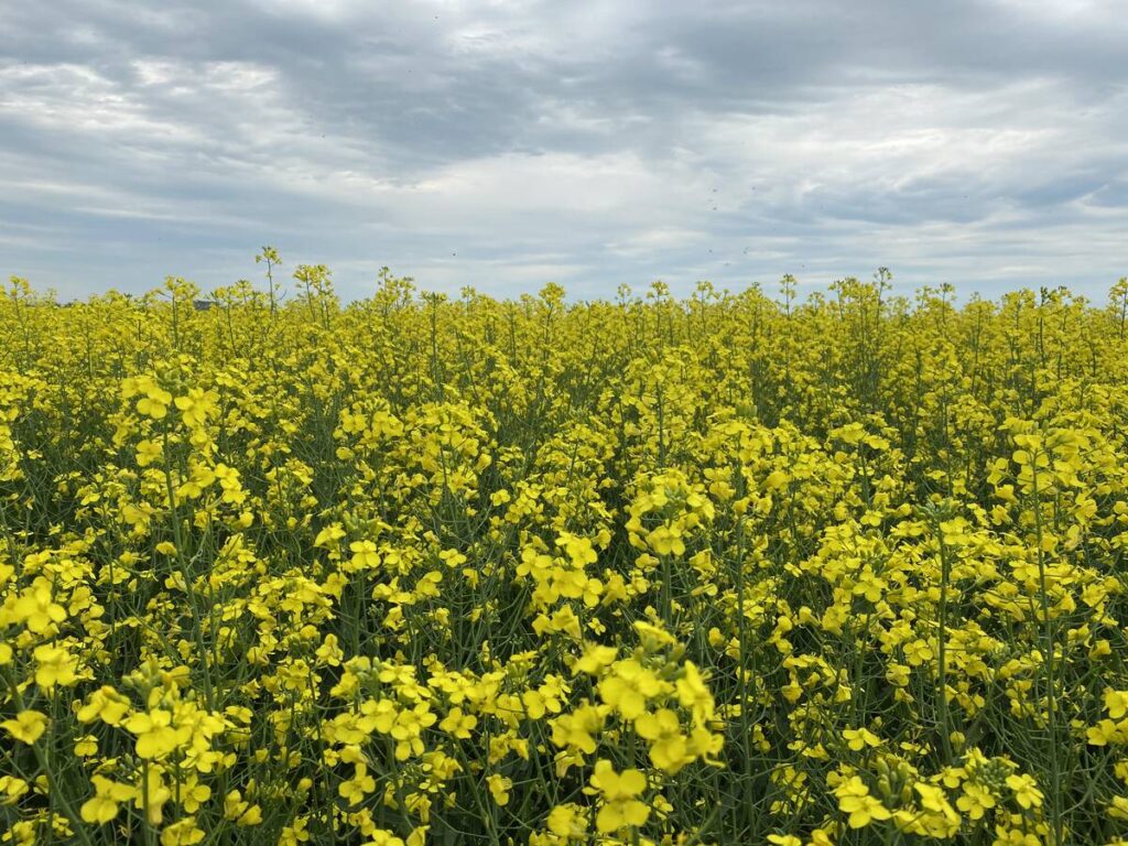 A canola crop is in full bloom under an overcast sky.