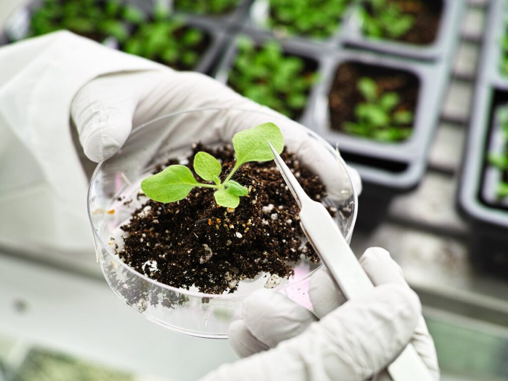 A researcher wearing white latex gloves holds a petrie dish with a small plant growing in some soil in it in her left hand while she grasps one of the plant