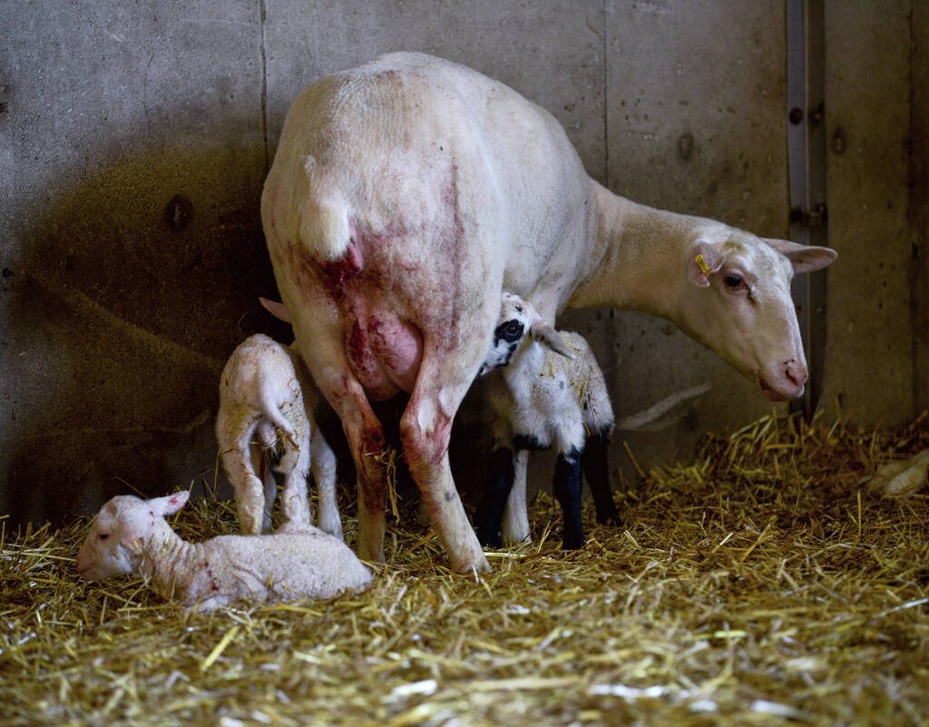 At Van der Veen Farms, approximately 100 ewes lamb a month, and they milk 500 ewes twice daily. Dufferin County Farm Tour participants witnessed newborn lambs finding their feet and their first drink. Photo: Diana Martin