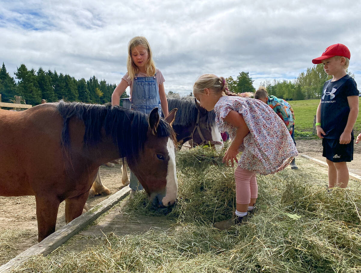 Sky Ridge Clydesdales' Lacey, takes full advantage of Frances Skillings-Cowie, 7, skritches and hand-delivered hay from Grace Hofman, 6, while Walter Skilling-Cowie, 5, observes from a safe distance. The Clydesdales were a popular draw, as was the western gaming demonstration during the 25th annual Dufferin County Farm Tour on Sept. 28. Photo:Diana Martin