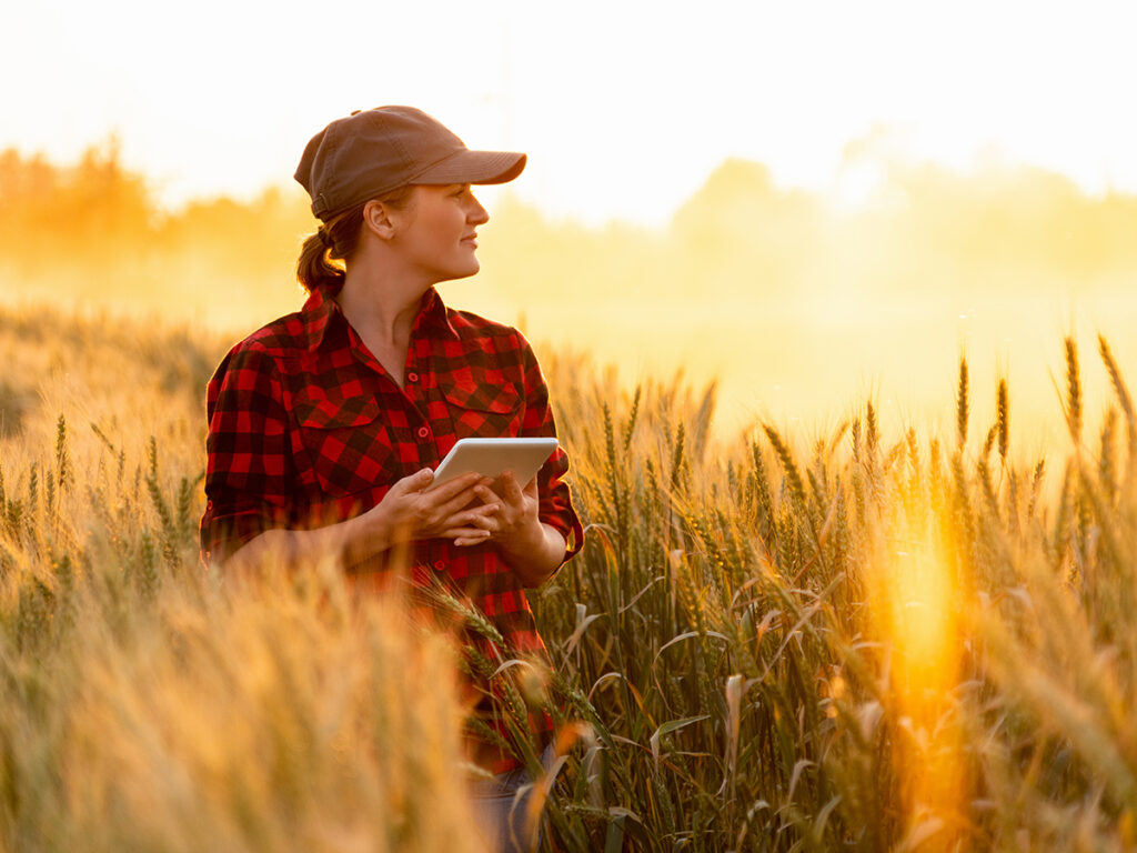 A woman wearing a ball cap and a black and red checkered shirt holds a tablet in the midst of a crop backlit by the rising sun.