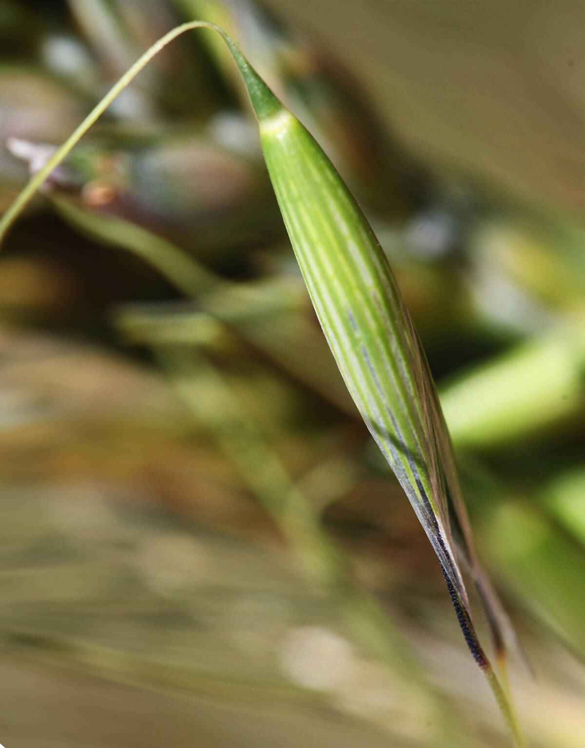 Close-up of a wild oat still on the plant.