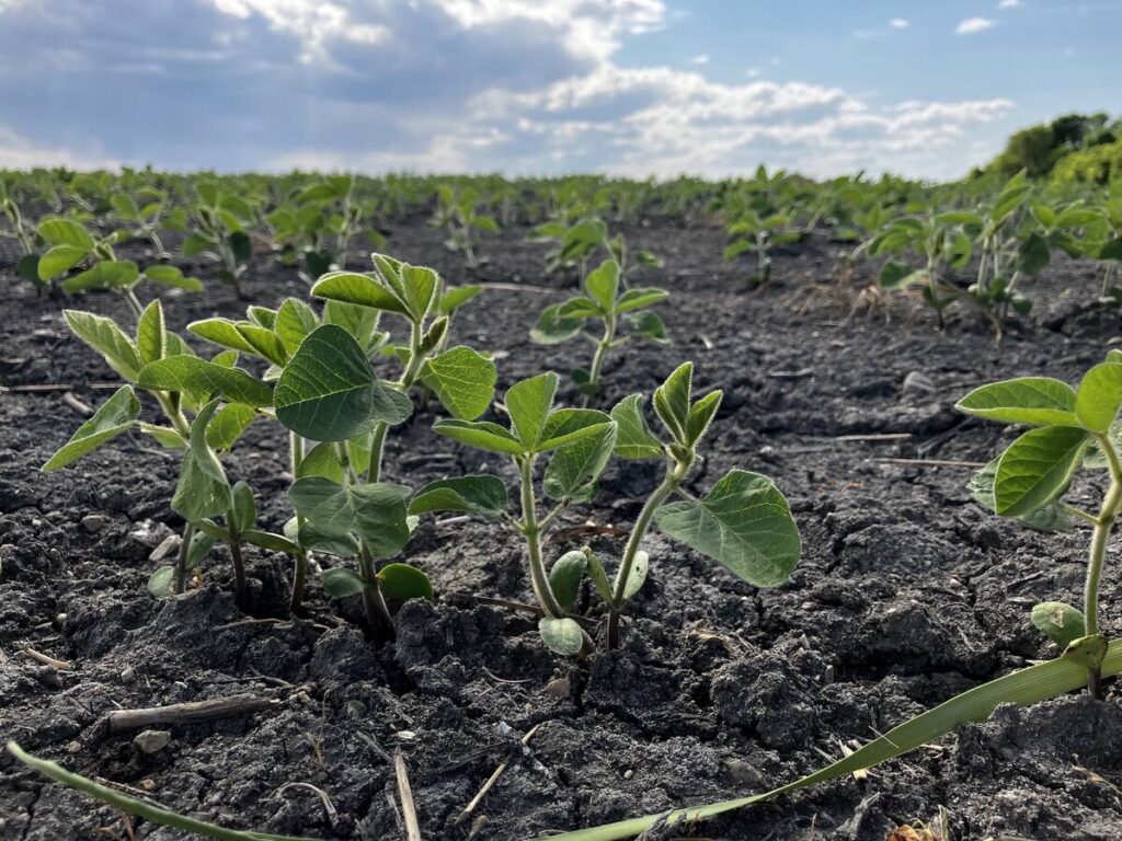 Manitoba farmers not too likely to change planting plans