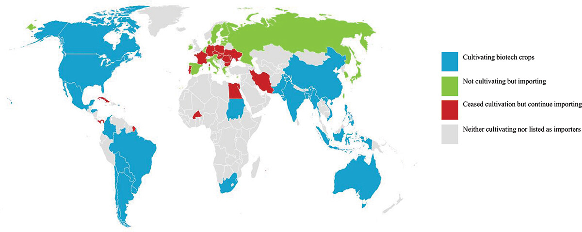 A colour-coded map showing countries that are currently cultivating biotech crops, not cultivating but importing, those who have ceased cultivation but continue to import, and those that are neither cultivating or importing.