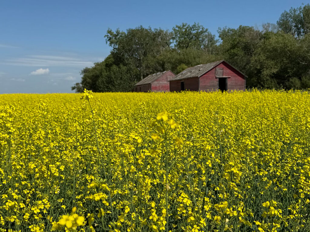 A canola field in full bloom with two old wooden sheds and some trees in the background.