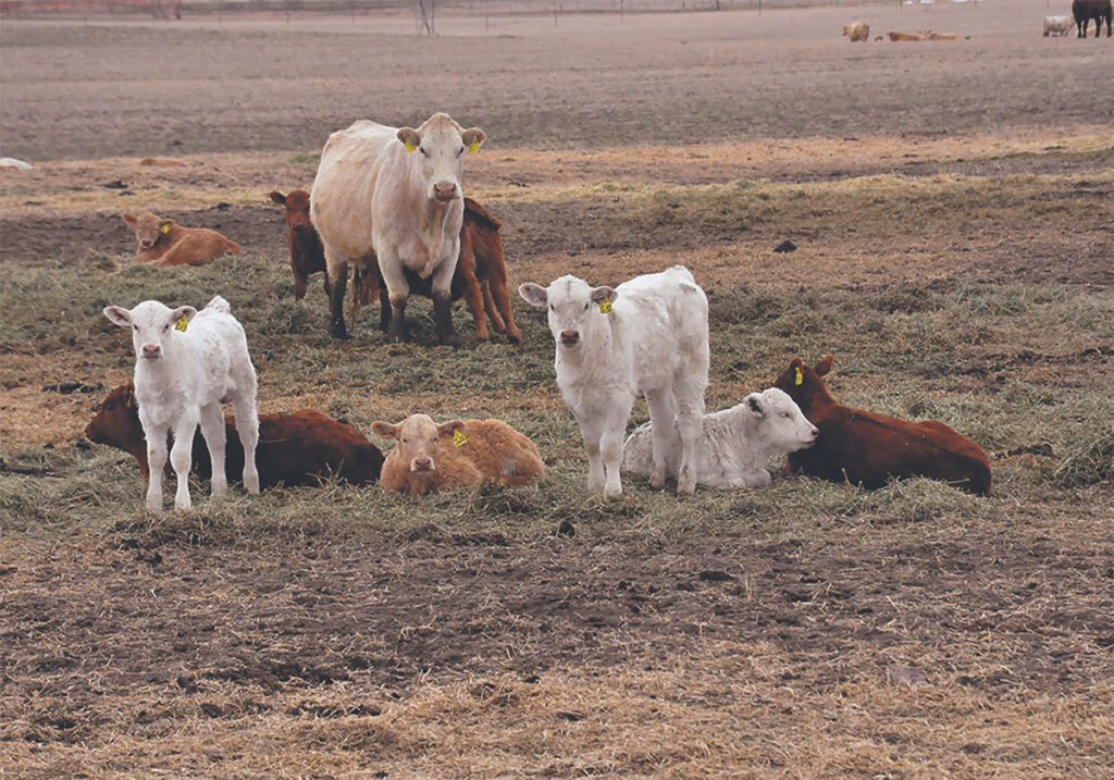 Some calves lay in the remains of a large round bale in a field.
