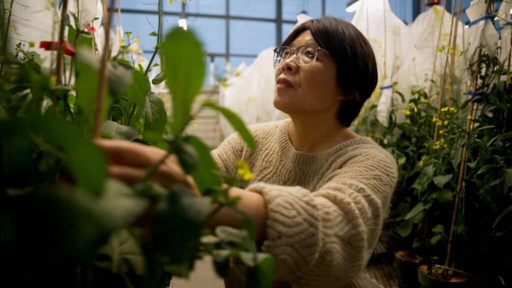 BASF announces $27M Saskatoon canola breeding facility expansion