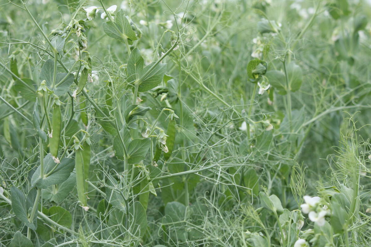 A close-up of a pea crop just starting to bloom.