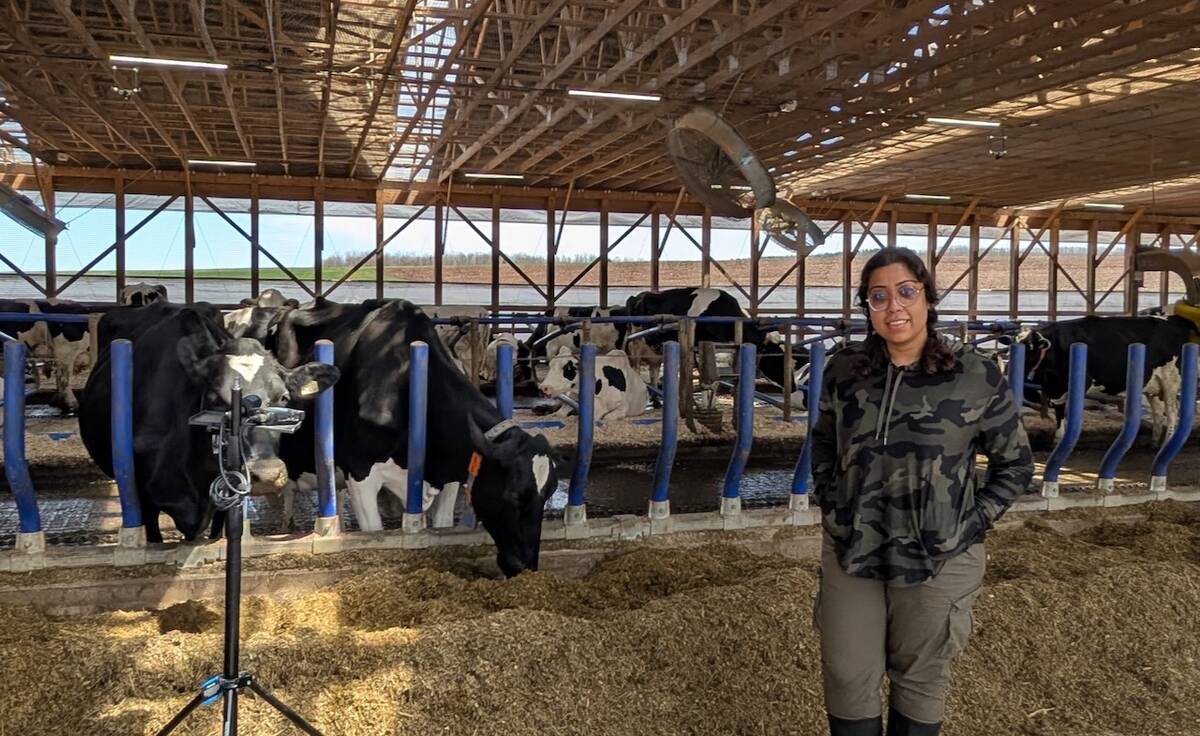 Kashfia Sailunaz, a member of Dalhousie’s Mooanalytica Research Group, records cow vocalizations at Sussex Dairy Farm using a field microphone and recorder setup to capture the animals’ emotional expressions.
 Photo: Suresh Neethirajan, Dalhousie University