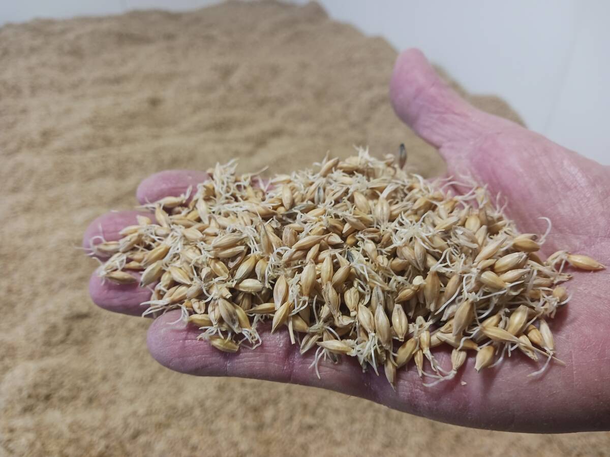 Byrne produces pale barley malt – the base malt used in most beer. Photo: Matt McIntosh 