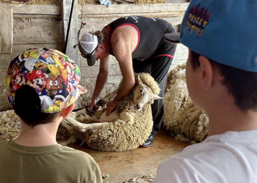 Eddie Cheevers, 7, left, and Hank Cheevers, 9, of Niagara Falls, Ont., got a front row seat learning how sheep are sheared from Bill McCutcheon, sheep producer, at the Overgaauw family's SevenHills Holsteins as part of the Dufferin Farm Tour. The tour included five farms showcasing beef, poultry, dairy, Clydesdales, cover crops, and tree farming and provided agricultural education, while raising funds and collecting food donations for local food banks. Photo Diana Martin