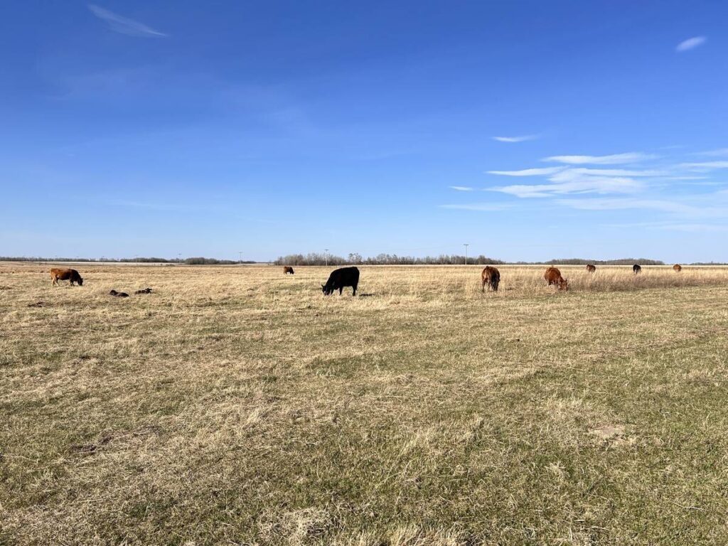 Cattle grazing in a pasture with calves nearby on a sunny summer day.